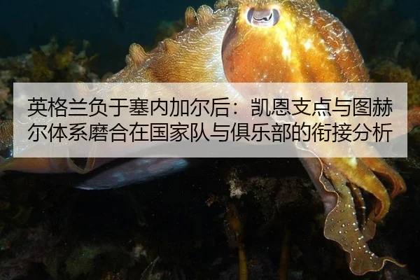 英格兰负于塞内加尔后：凯恩支点与图赫尔体系磨合在国家队与俱乐部的衔接分析