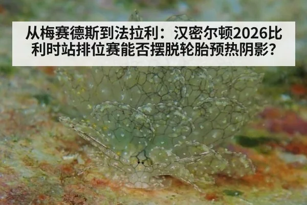 从梅赛德斯到法拉利:汉密尔顿2026比利时站排位赛能否摆脱轮胎预热阴影?